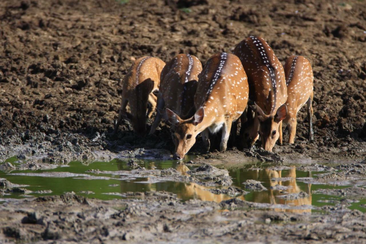 Wild Trails Yala Ξενοδοχείο Εξωτερικό φωτογραφία